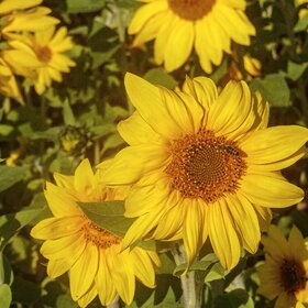 ���������. ����������.