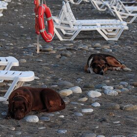 ������� ������ �������